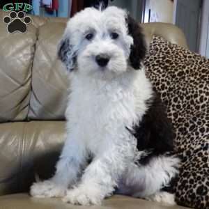 Kenny, Sheepadoodle Puppy